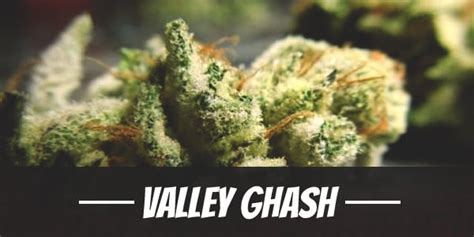 Valley Ghash Strain Review - I Love Growing Marijuana