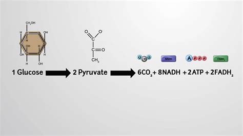 Products of the Citric Acid Cycle: NADH, FADH2, ATP and CO2 - Concept ...