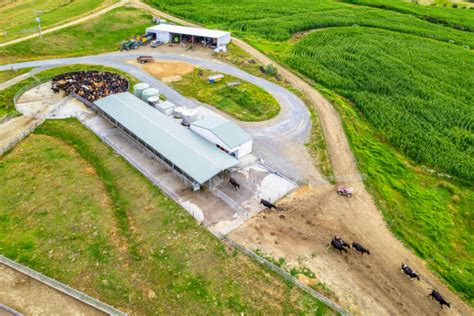 Milking Cows New Zealand Stock Photos, Pictures & Royalty-Free Images ...