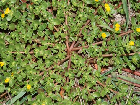 Common Purslane | College of Agriculture, Forestry and Life Sciences ...