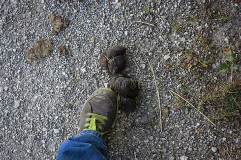 Road Apples on a Gravel Street Stock Photo - Image of apple, dung: 94677802