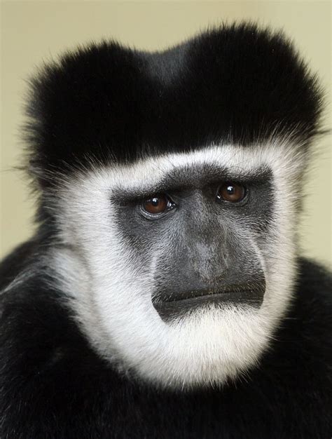 Black & White Colobus Monkey (Colobus guereza) | Range: Nige… | Flickr