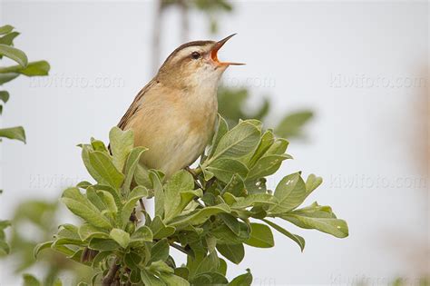 Sedge Warbler Pictures and Photos - Photography - Bird | Wildlife ...