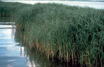 Estuary Ecosystem Overview, Animals & Plants | Study.com