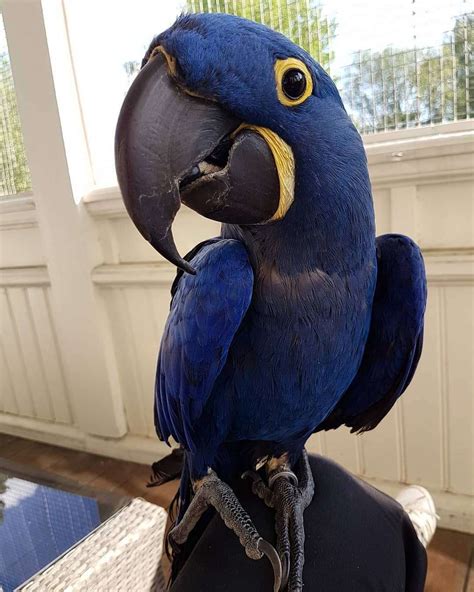 Adorable Hyacinth Macaws For Sale – Terry's Parrot Farm