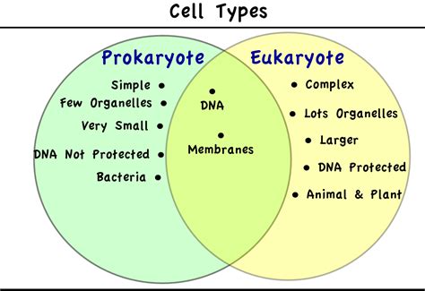 Venn Diagram Of Prokaryotic And Eukaryotic Dna Replication E