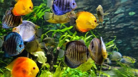 Best Fish To Keep In Aquarium - Aquarium Views