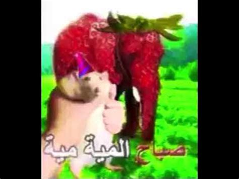 Arabic Strawberry Elephant | Know Your Meme