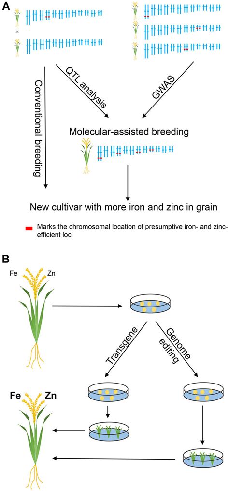 Different methods of biofortification (A) Biofortification through ...