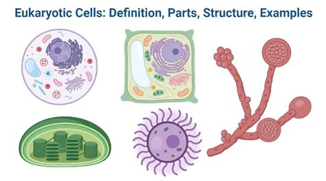 Eukaryotic Cells: Definition, Parts, Structure, Examples - PhD Nest