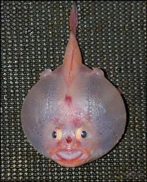 Cutesypooh | Weird sea creatures, Deep sea creatures, Rare animals