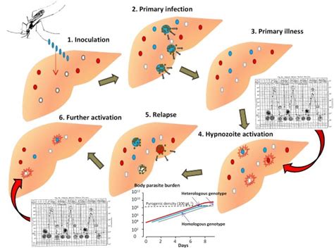 Proposed mechanism and sequence of Plasmodium vivax relapse activation ...