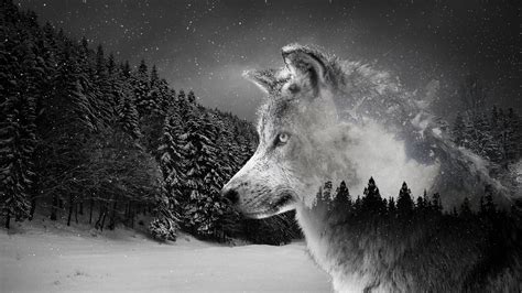 Wolf Ultra HD Wallpapers - Wallpaper Cave