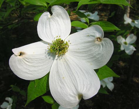 White Flowering Dogwood Cornus Florida | Best Flower Site