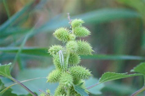 Common Cocklebur Seeds Closeup View with Blurred Background Stock Photo ...