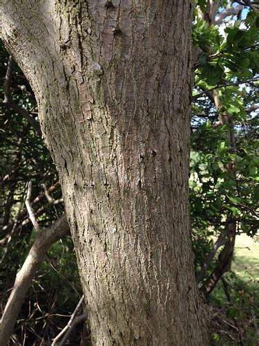 Wych Elm bark - Ulmus glabra | PinkfootedGus | Flickr