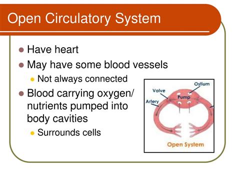 PPT - Open vs. Closed Circulatory System PowerPoint Presentation, free ...