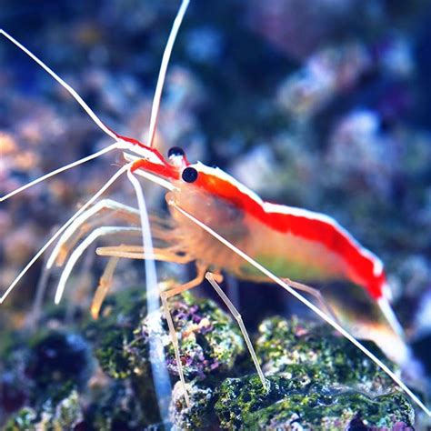 Cleaner Shrimp | Rock N Critters