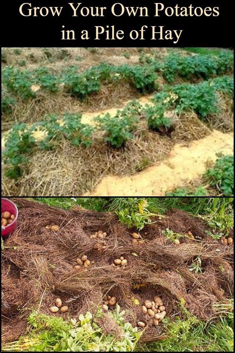 Growing potatoes in a pile of hay is another alternative you should ...