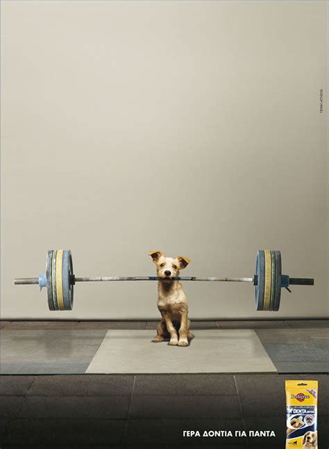 Ad Print / Pedigree on Behance | Dog rawhide, Animal projects, Dog school