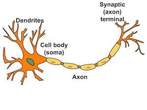 Nervous Tissue | Function, Types & Parts - Lesson | Study.com