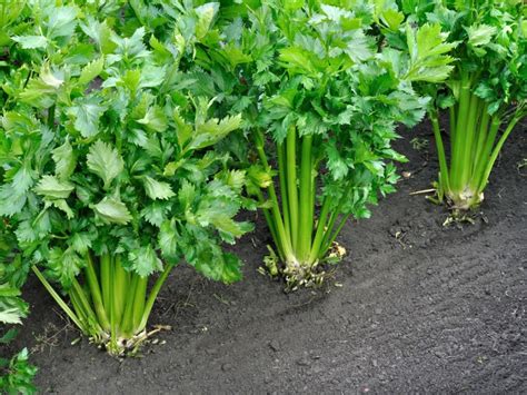 Celery Plants Are Not Thick - Reasons Why Stalks Of Celery Too Thin ...