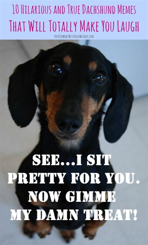 10 Hilarious and True Dachshund Memes That Will Totally Make Your Day ...