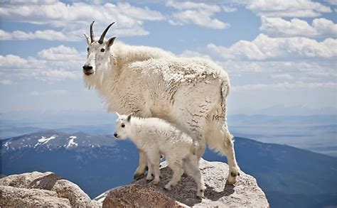 How Is The Mountain Goat Adapted To Its Environment? - WorldAtlas.com