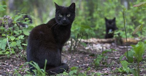 Feral cats in Knoxville: Council votes to adopt 'trap, neuter, return ...