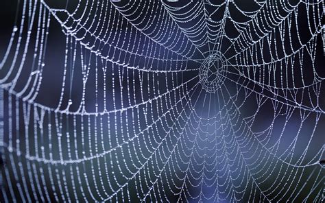 Spider web, nature, dew, water drops, spiderwebs HD wallpaper ...