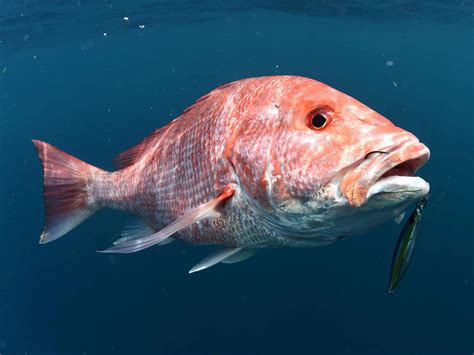 Snapper Fish Guide: Habitat, Diet, Life Cycle, and Facts - FishOnTips