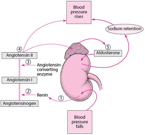 Figure: Regulating Blood Pressure: The Renin-Angiotensin-Aldosterone ...