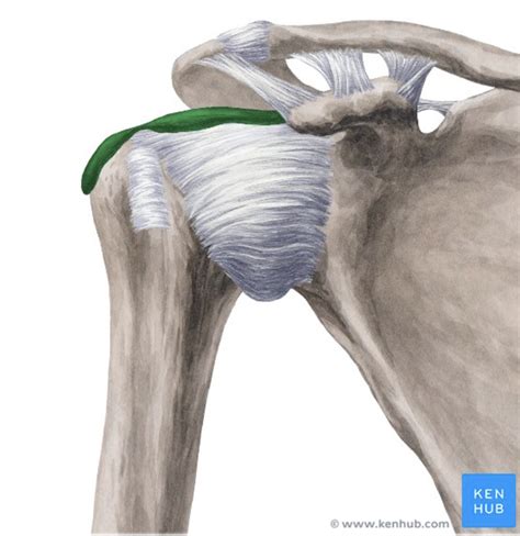 Subacromial Bursitis — Portland Osteopathy and Wellness Group