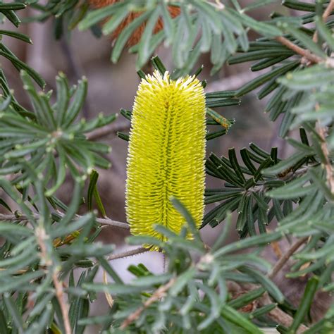 Why grow an indigenous native garden - Australian Native Plants Society ...