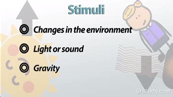 Stimulus Overview, Types & Examples - Lesson | Study.com