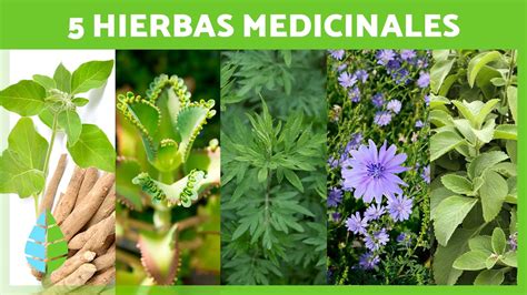 Para Que Se Utilizan Las Plantas Medicinales - Image to u