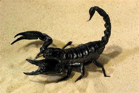 The Most Popular Scorpion Species Suitable As Pets - Shrimp and Snail ...