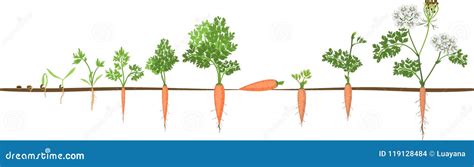 Carrot Growth Stages Vector Illustration | CartoonDealer.com #118469700