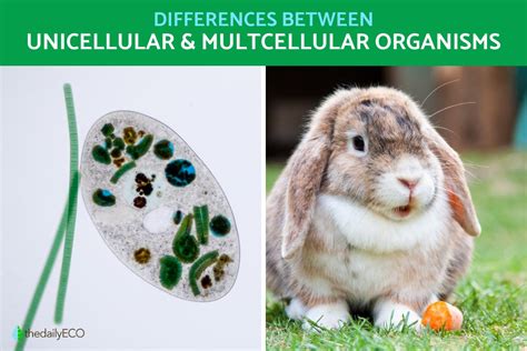 Difference Between Unicellular and Multicellular Organisms With Examples