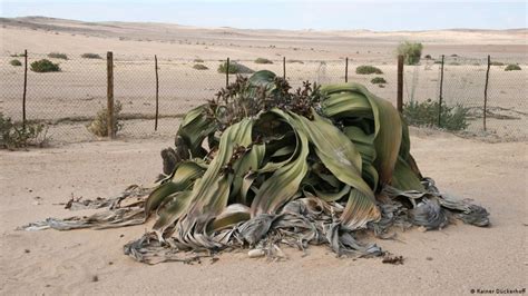 Over 1,000 years old, drought resistant and unique - miracle plants in ...