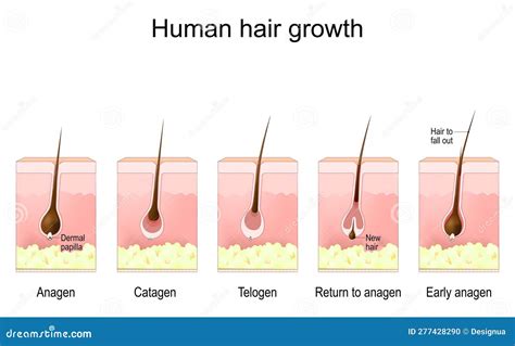 Hair Growth Cycle Human Skin Follicle Anatomy Vector Illustration | The ...