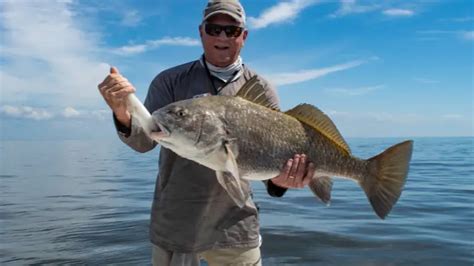 Black Drum Size Limits By State - Active Beach Fishing