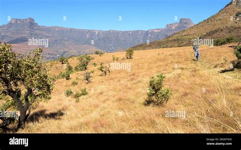 Hiking in the Amphitheatre area in the Drakensberg mountains in South ...