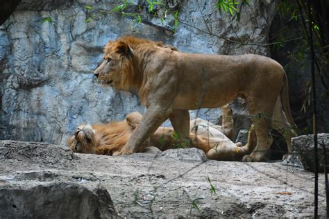 Audubon Zoo Tickets | New Orleans Zoo Tickets at Upto 25%!