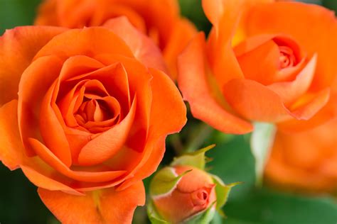 Bring warmth to your space with beautiful orange roses. Their vibrant ...