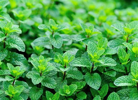 Peppermint - Low-Maintenance Plants - 25 Easy Options for Your Garden ...