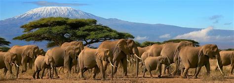 Mount Kilimanjaro National Park - kilimanjaro national park