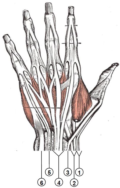 Extensor tendon compartments of the wrist - Wikiwand