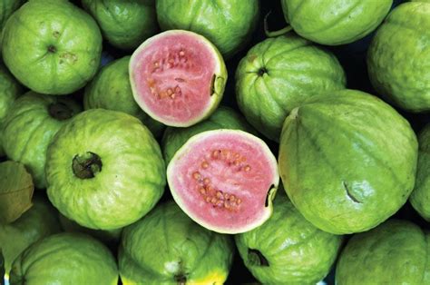 Guava | Description, Cultivation, & Related Species | Britannica