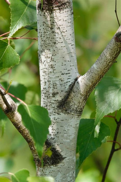 Gray Birch Tree – 6/9/20 – Sharon Friends of Conservation